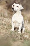 JACK RUSSEL 009